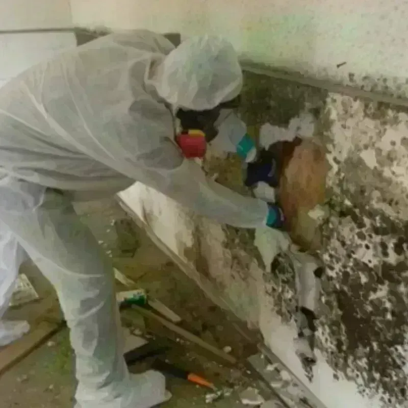 Mold Remediation and Removal in Brownlee Park, MI